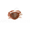 Leurre souple BERKLEY Gulp! saltwater peeler crab 2